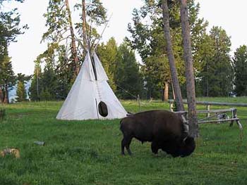 buffalo2