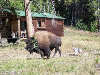 buffalo3