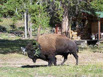buffalo4